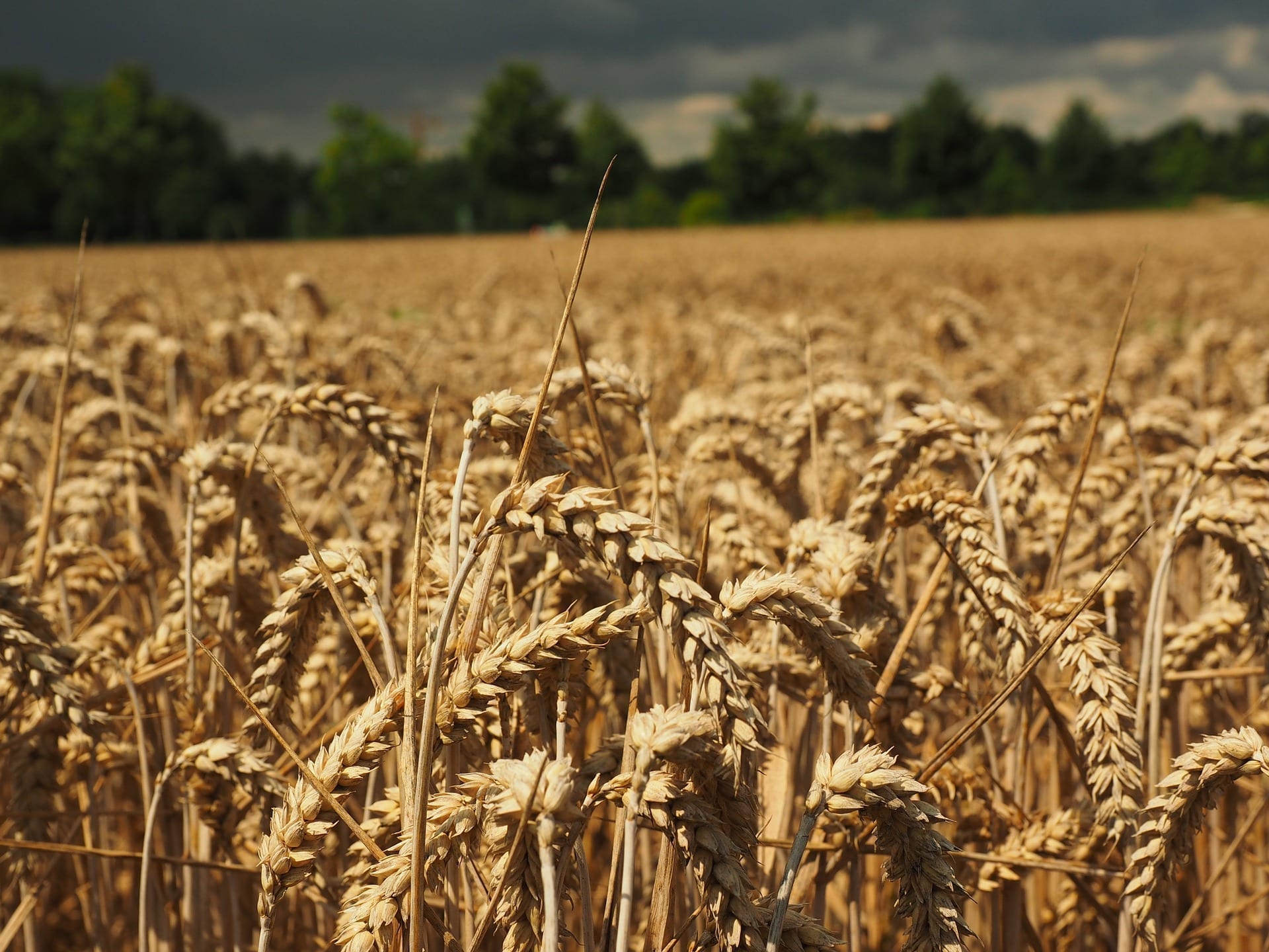 Správne založenie porastu pšenice – kľúč k budúcej úrode
